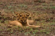 Lion cubs : 2014 Uganda